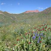 Wildflowers in Crested Butte