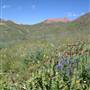 Wildflowers in Crested Butte