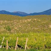 North Fork Valley Vineyards