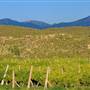 North Fork Valley Vineyards