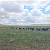 Prairie and Grasslands
