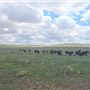 Prairie and Grasslands