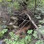 Angela Falls