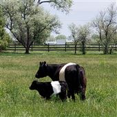 LVR Ranch