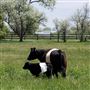 LVR Ranch