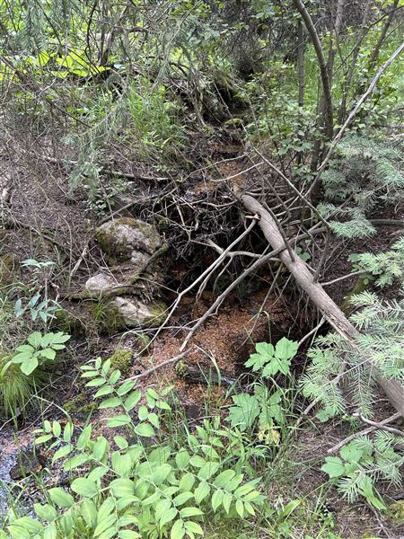 Angela Falls
